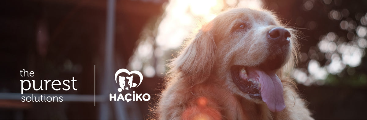 The Purest Solutions ve HAÇİKO logoları; güneşli bir bahçede golden retriever köpek